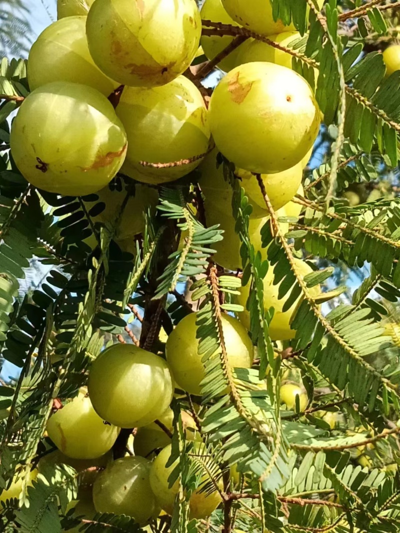 油甘果新鲜油甘果牛甘果余甘子油甘欢迎联系