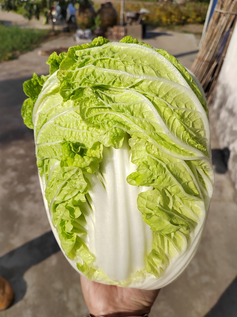 【推荐】精品黄心菜大量上市中质量好价格低商超品质