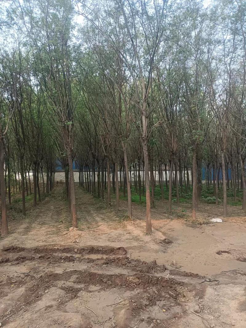 国槐河南国槐，清园中，量大从优，基地直供，欢迎咨询