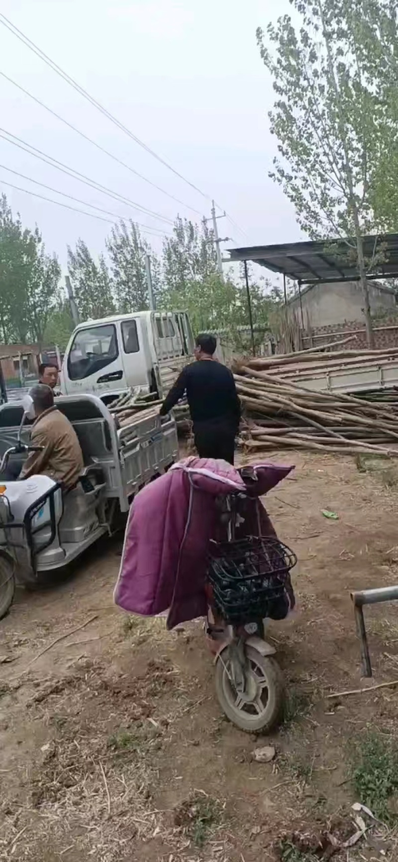 国槐河南国槐，清园中，量大从优，基地直供，欢迎咨询
