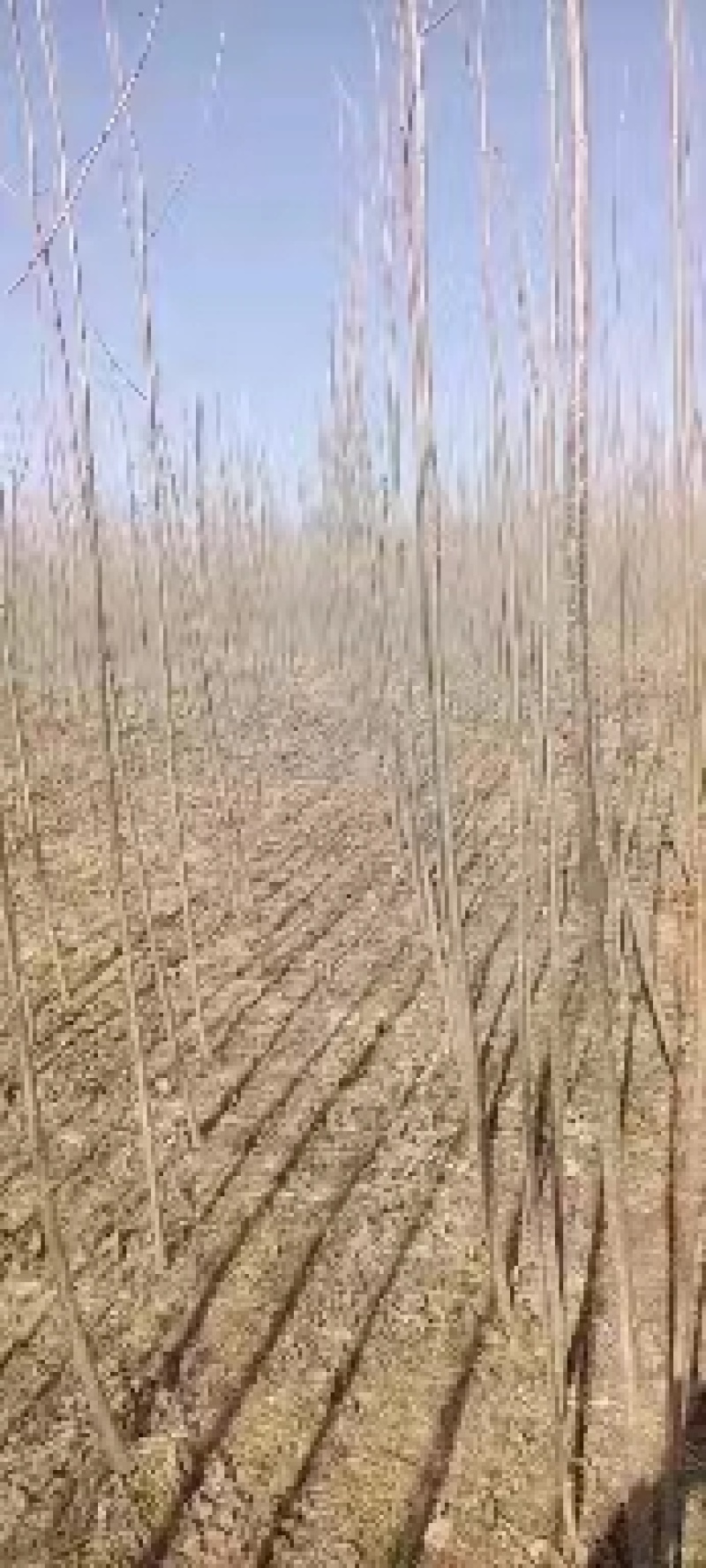 国槐河南国槐，清园中，量大从优，基地直供，欢迎咨询