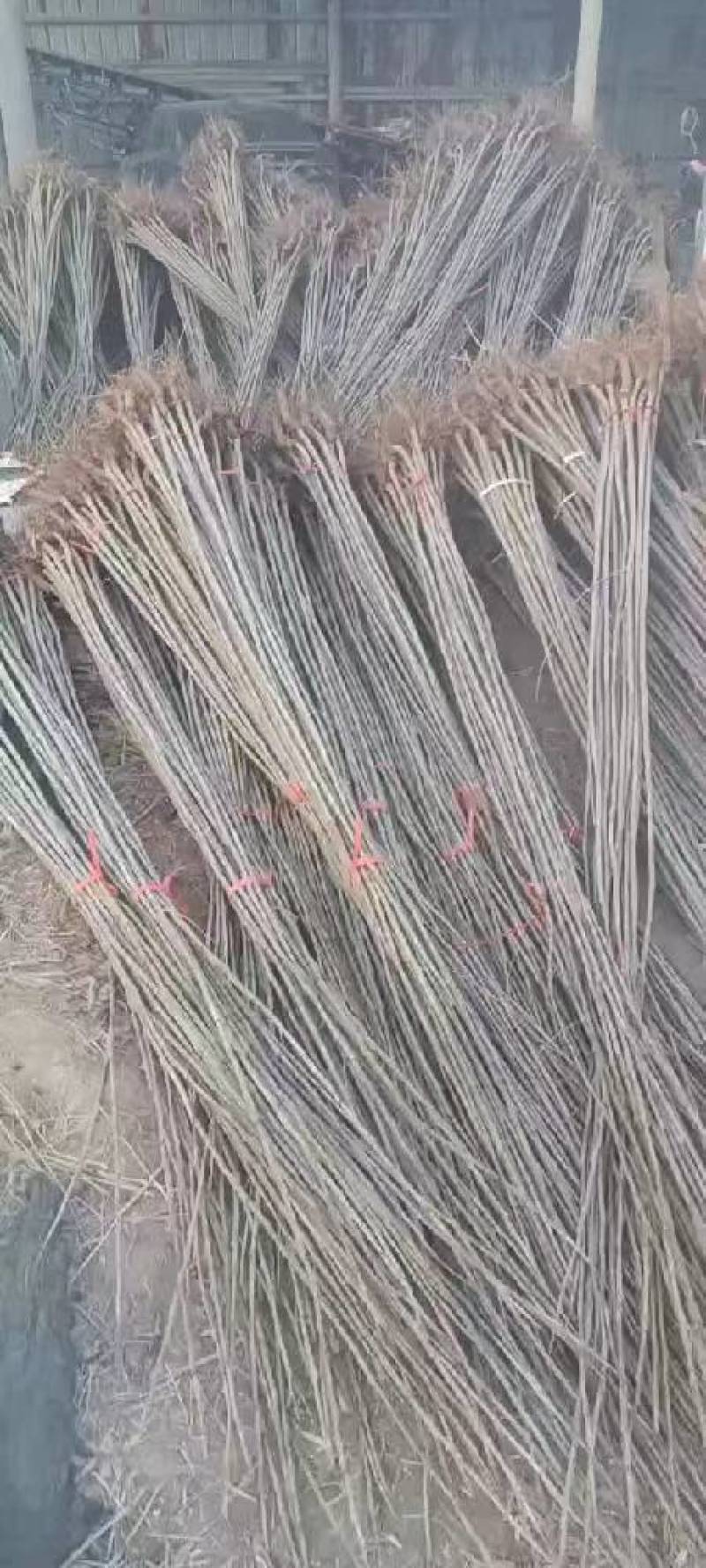 国槐河南国槐，清园中，量大从优，基地直供，欢迎咨询
