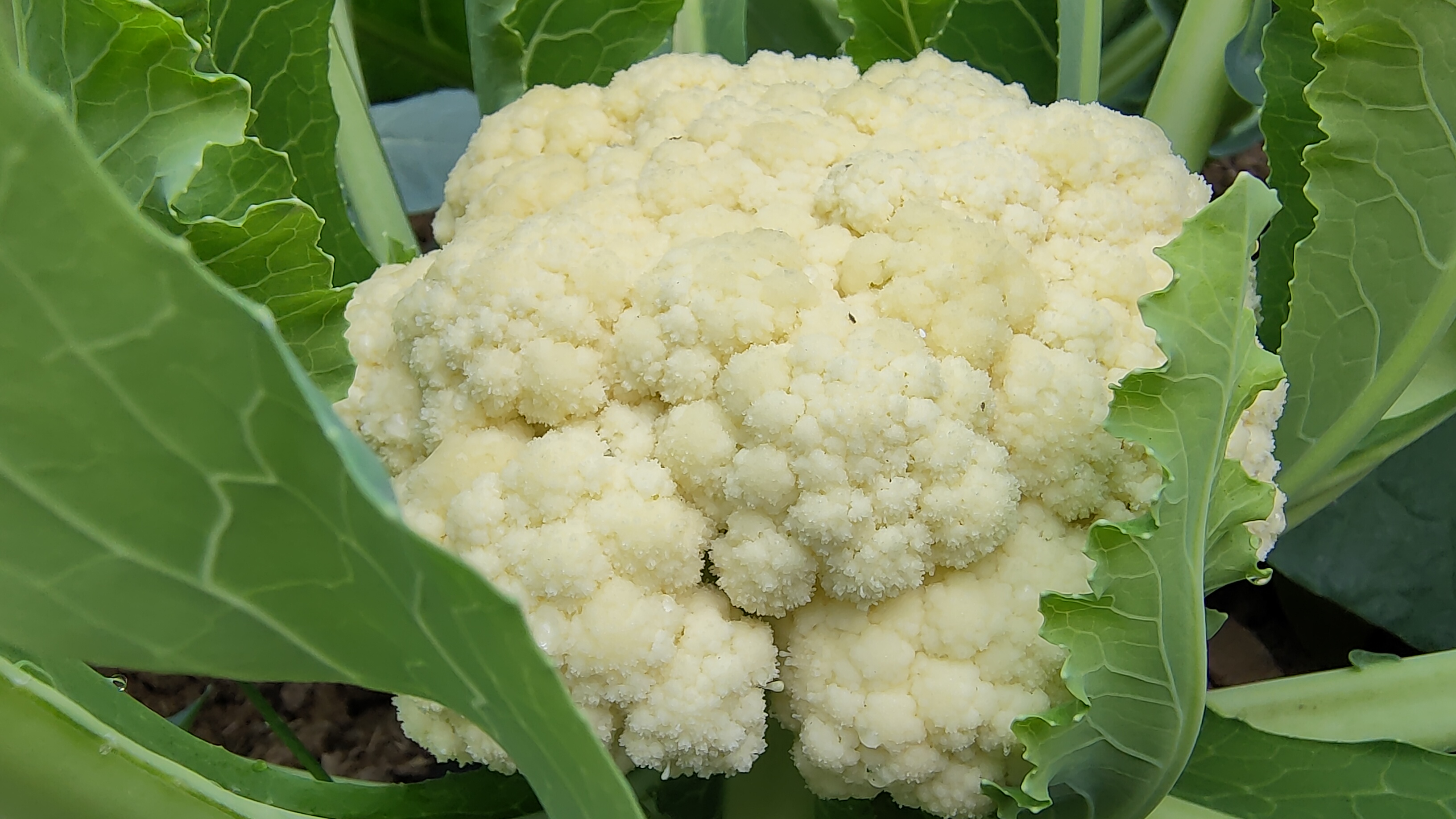 信息图表形式展示松花菜的主要营养成分:包括维生素C、钾、膳食纤维、硫代葡萄糖苷含量对比柱状图,背景为绿色健康主题,配有卡通化的松花菜形象和分子结构示意,强调‘营养与口感兼得’的概念 松花菜营养成分图解