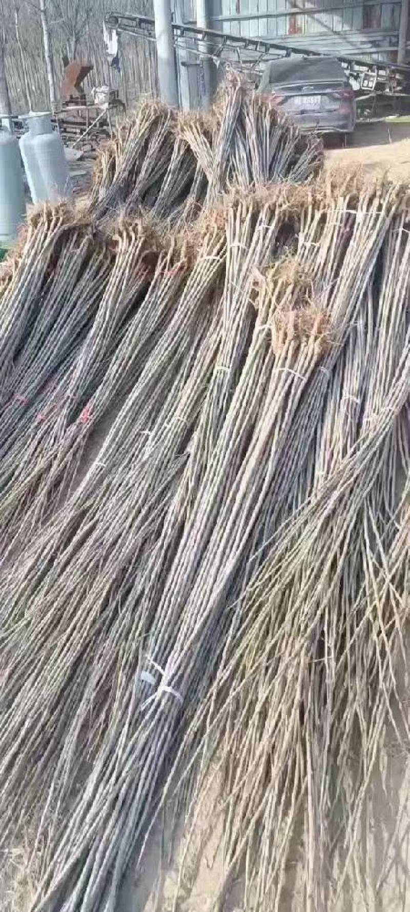速生法桐，三四五六公分标准规格齐全，货源充足，保质保量，