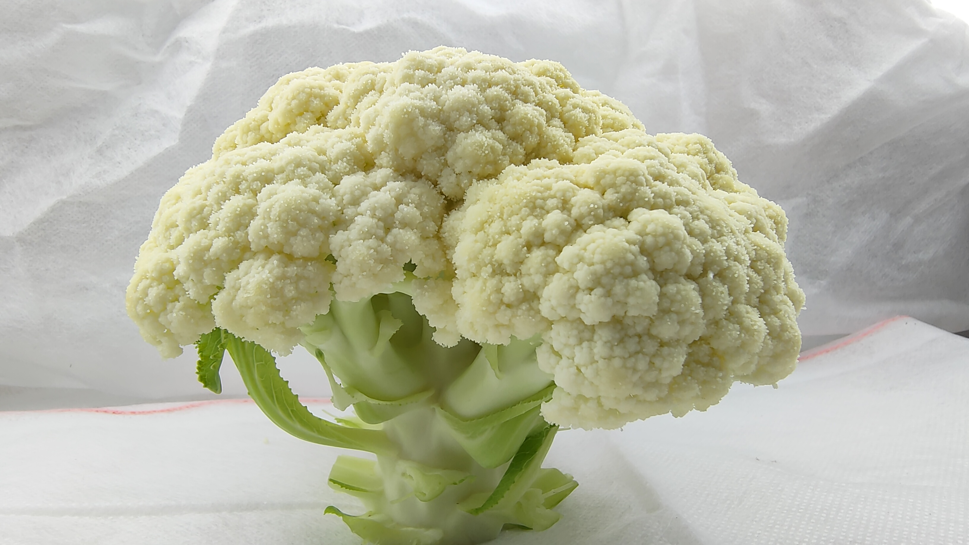 松花菜特写镜头