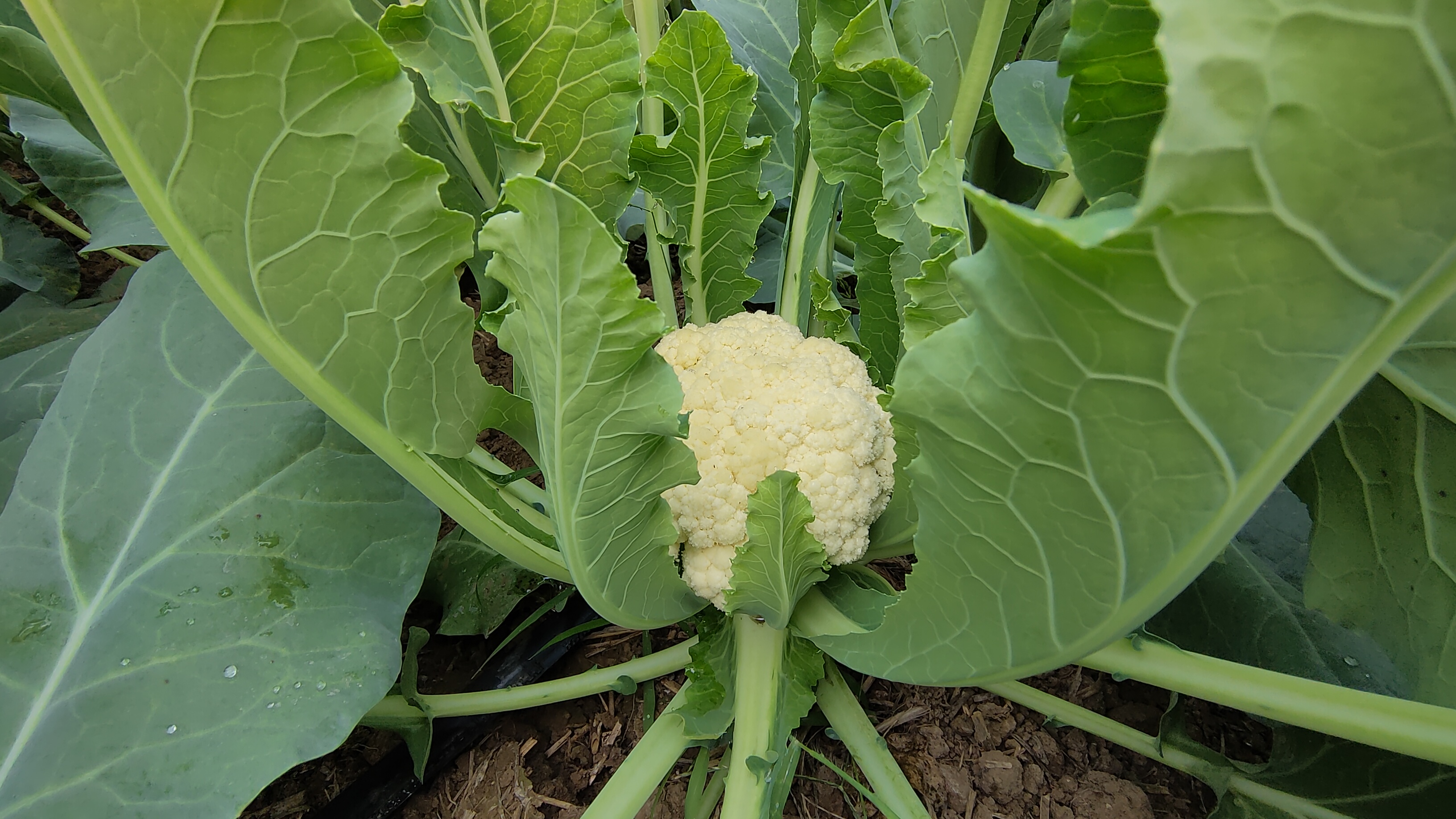 菜花成熟期判断示意图,展示花球紧实度、颜色等成熟指标 菜花成熟期判断示意图