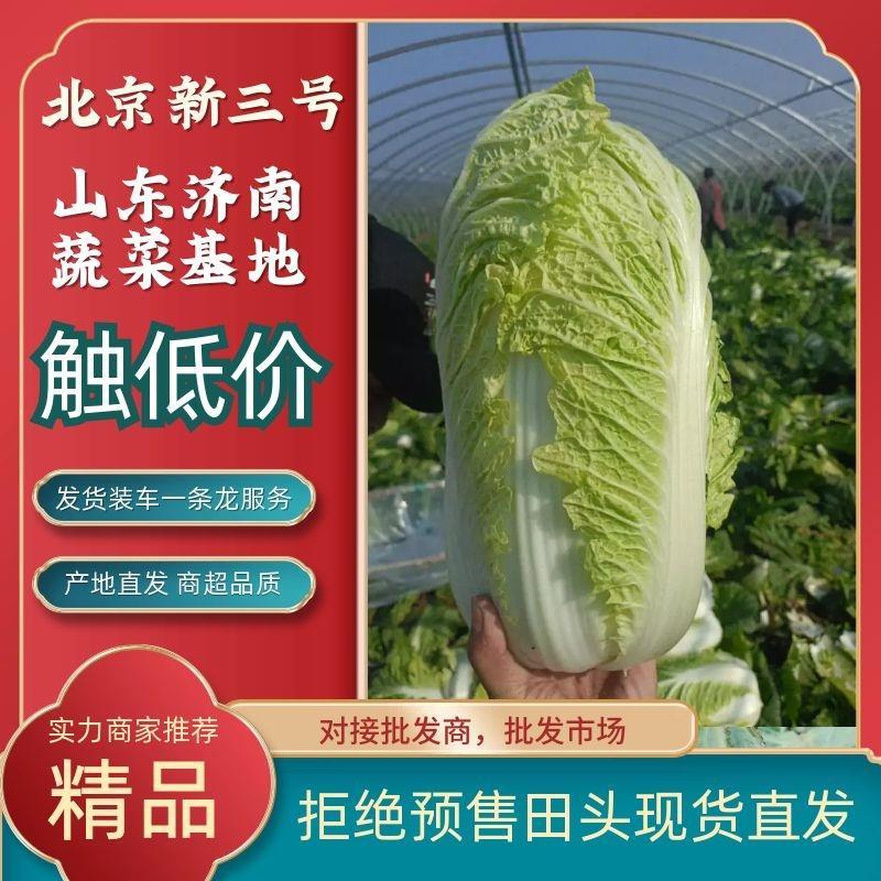 北京三号白菜大白菜供应超市，市场，加工各中包装