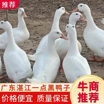 广东省湛江市一点黑鸭子，产地一手货源，质量保证，欢迎来电