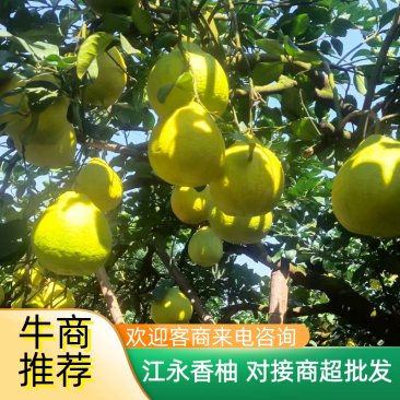 江永香柚，果色金黄，肉质细腻，清香味甜，柚惑挡不住！