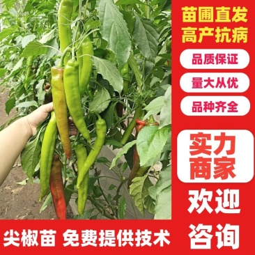【热卖】辣椒苗优质尖椒苗红绿兼收苗圃直发欢迎咨询