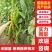 【热卖】辣椒苗优质尖椒苗红绿兼收苗圃直发欢迎咨询