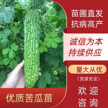 【优质】苦瓜苗寿光优质苦瓜种苗基地直供高产抗病