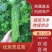 【优质】苦瓜苗寿光优质苦瓜种苗基地直供高产抗病