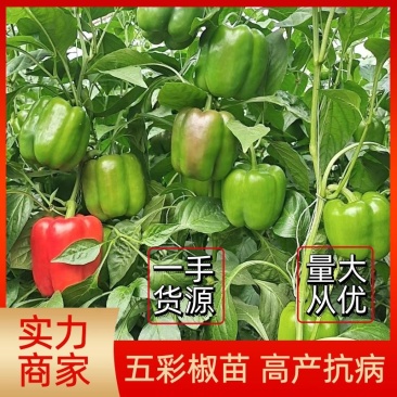 【辣椒苗】寿光五彩椒苗果型周正连续坐果能力强抗病强