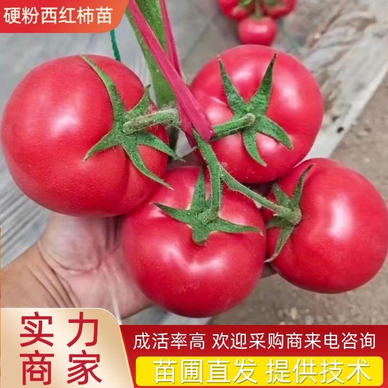 【西红柿苗】硬粉西红柿苗抗病毒硬度好高产提供技术