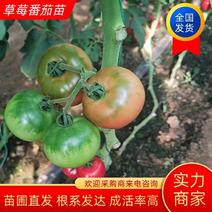 【西红柿苗】草莓西红柿苗产地直发抗病毒提供技术