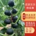 【南瓜苗】贝贝南瓜苗甜栗种籽苗寿光苗场直供香味浓郁