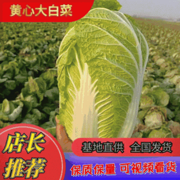 【推荐】山东潍坊黄心大白菜产地直发大量有货对接商超电商