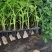 【西红柿苗】草莓西红柿苗产地直发抗病毒提供技术
