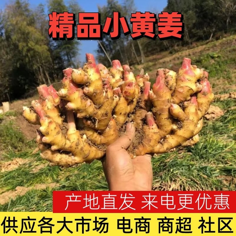 小黄姜河南生姜品种齐全【鲜姜代存代收】坏烂包赔