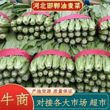 河北邯郸精品油麦，生菜可供应市场、商超、以及电商品质保证