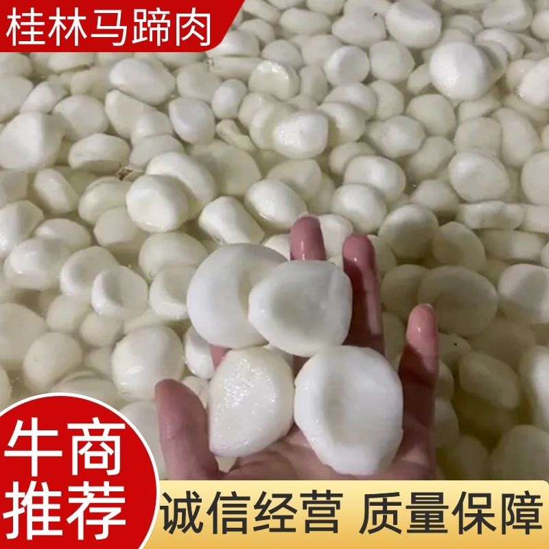 广西桂林荔浦水果马蹄活动来了欢迎前来咨询