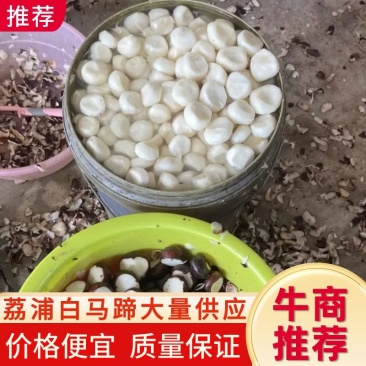 广西桂林荔浦水果白马蹄清脆多汁无渣价格优惠