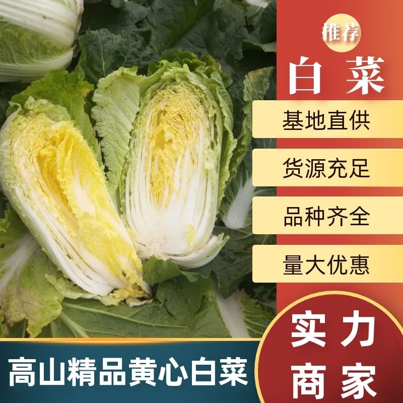 高山黄心大白菜大量供应，量大从优，品质保证，可视频看货