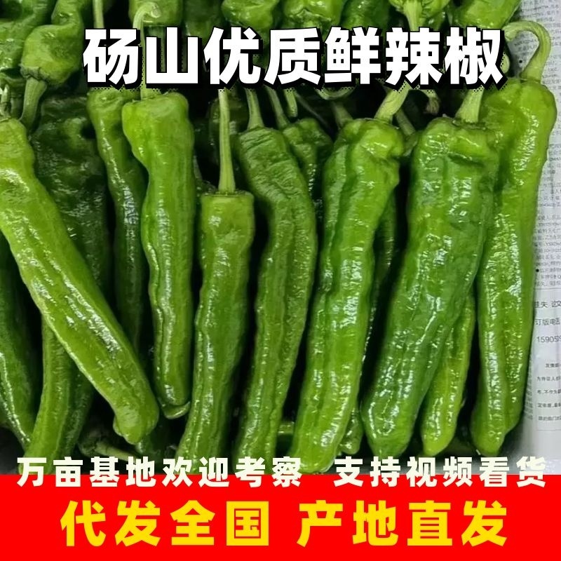 砀山县万亩辣椒产地代发代收各种包装对接全国欢迎来电