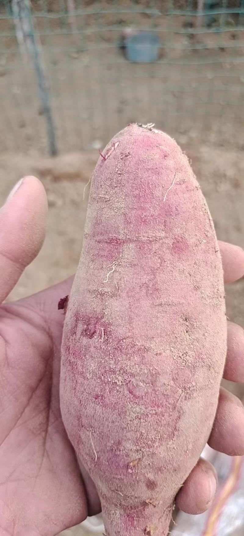 山东烟薯25地瓜，西瓜红品种齐全，一手货源保质保量