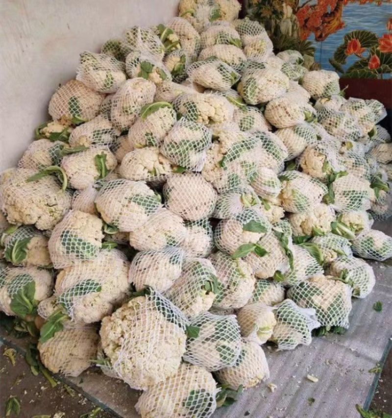天门白面青梗有机花菜，松花菜菜花散花花菜保质保量