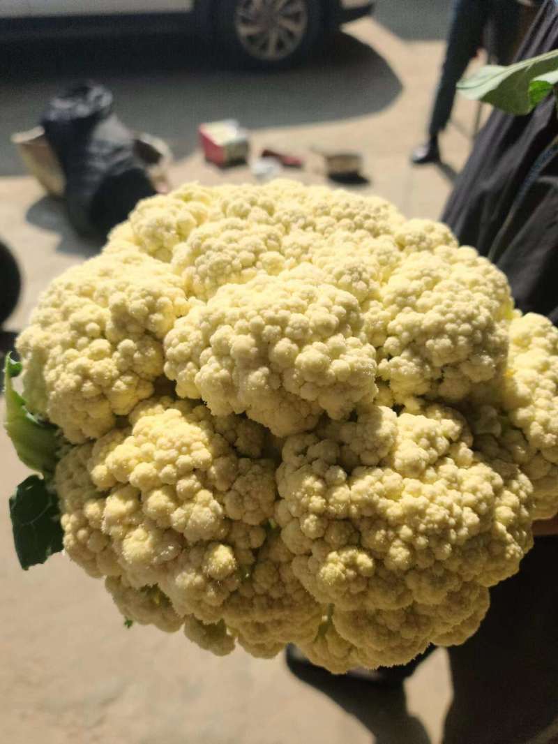 天门白面青梗有机花菜，松花菜菜花散花花菜保质保量