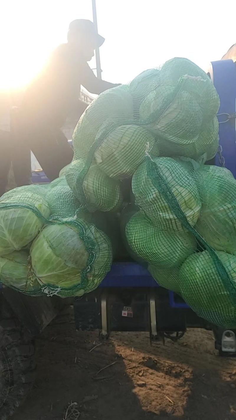 湖北天门甘蓝圆包菜扁包菜基地合作，有质量问题包赔