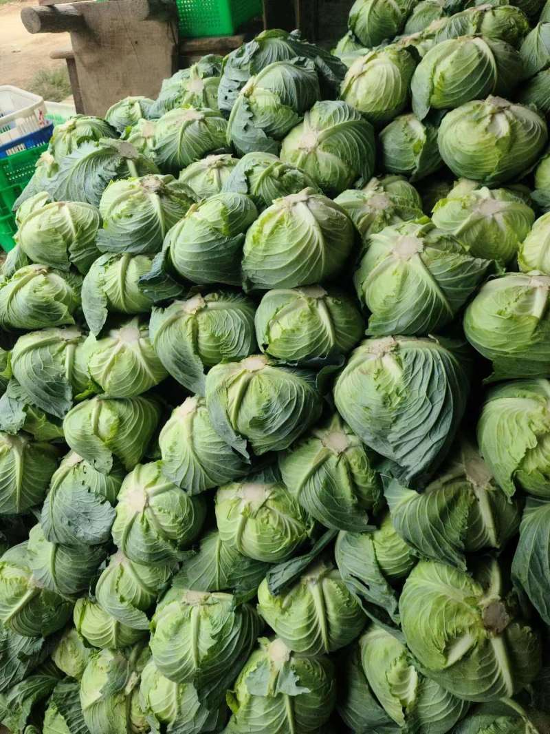 湖北天门甘蓝圆包菜扁包菜基地合作，有质量问题包赔