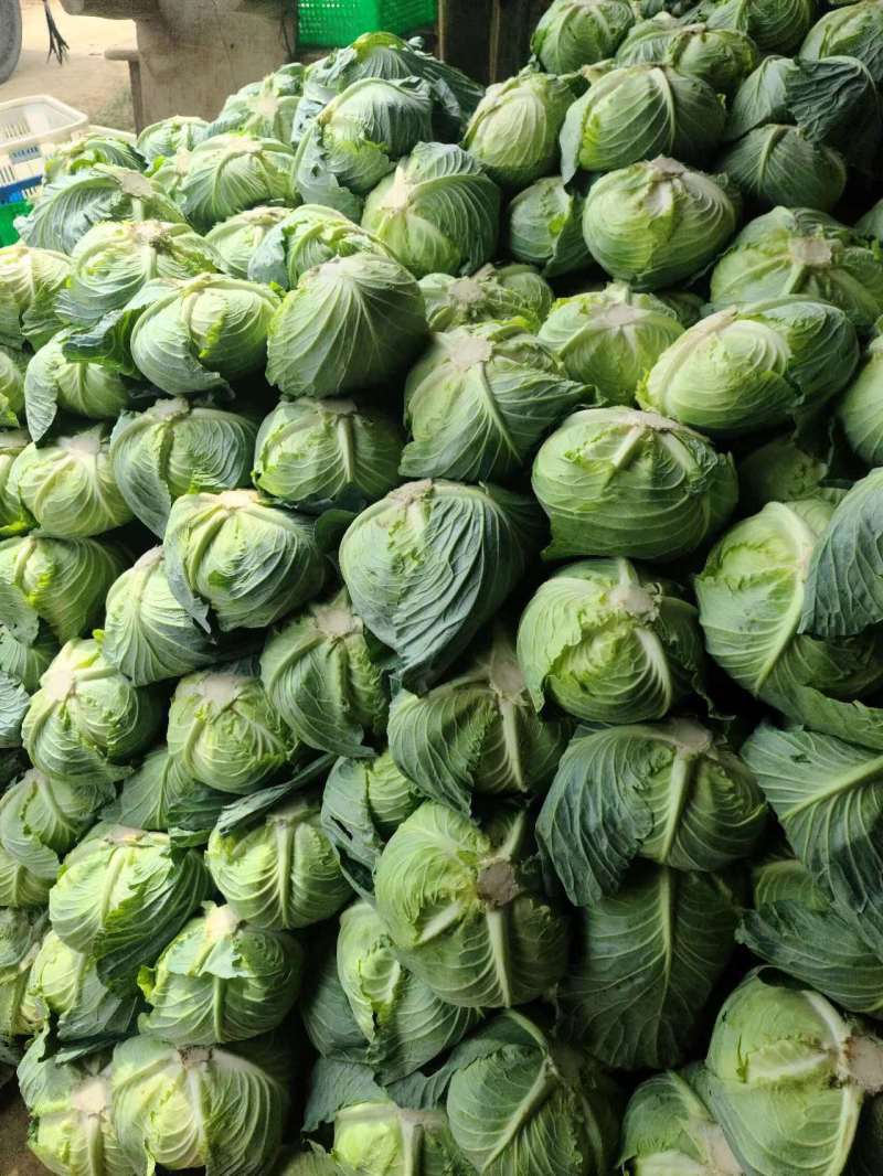 湖北天门甘蓝圆包菜扁包菜基地合作，有质量问题包赔