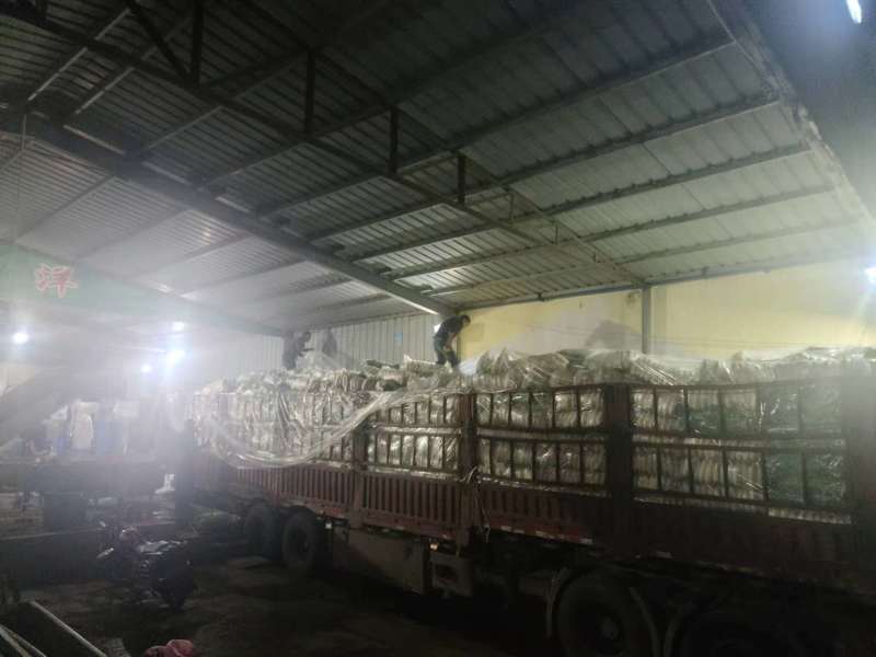 【精品】质量问题包赔湖北天门自己种植白萝卜产地直供