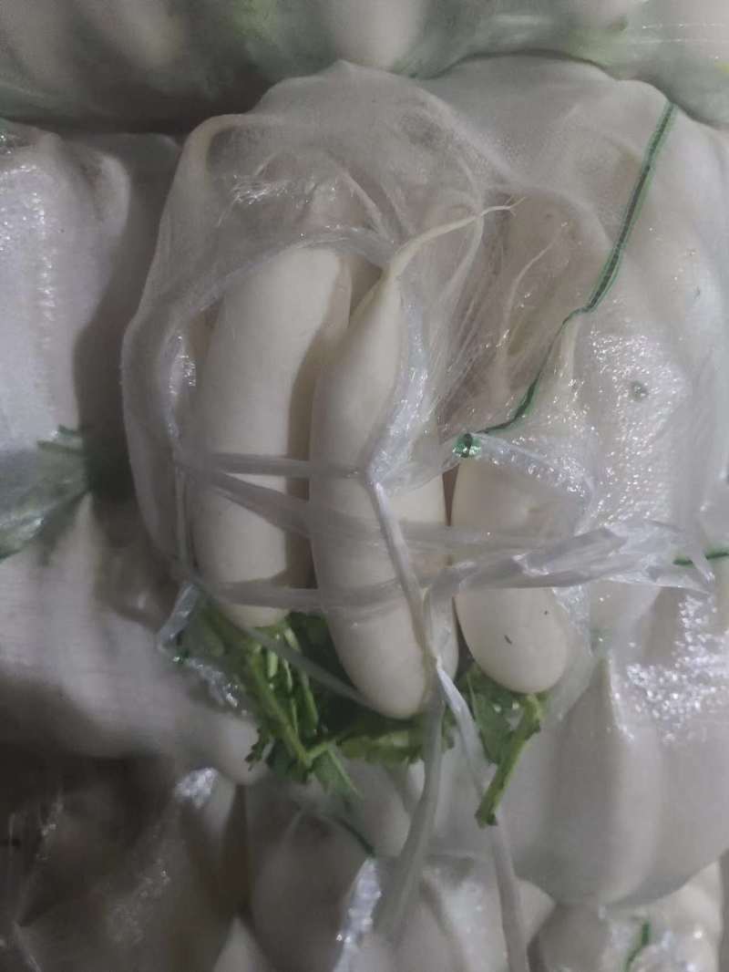 【精品】质量问题包赔湖北天门自己种植白萝卜产地直供