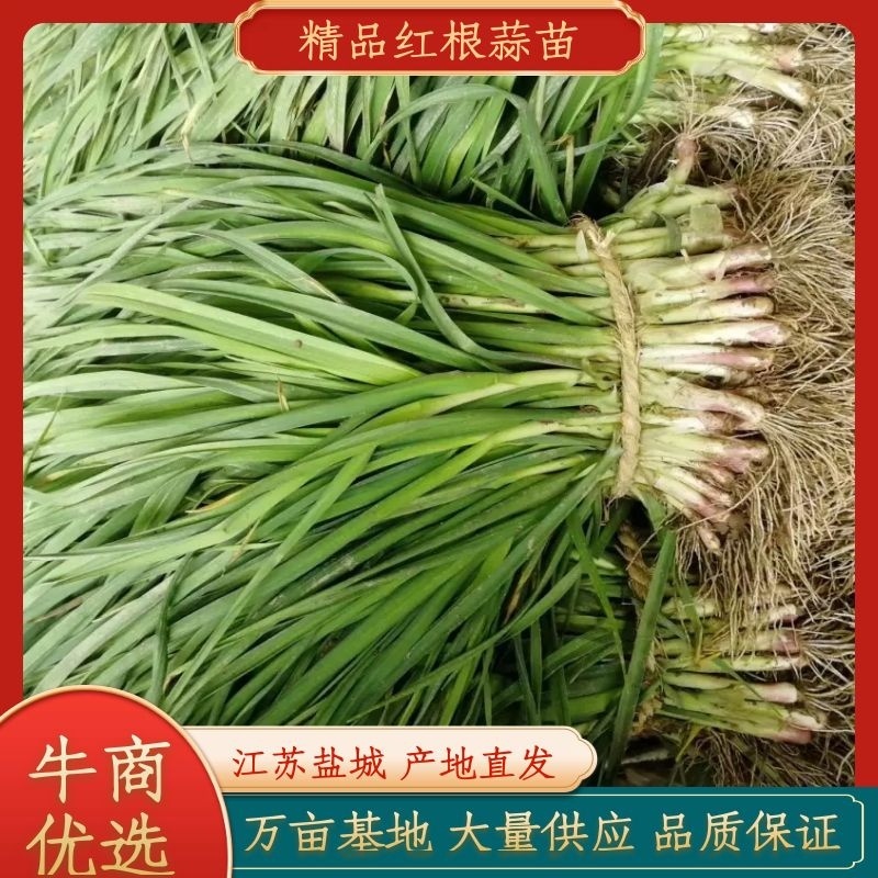 【热卖红根蒜苗】江苏红根蒜苗百亩基地长期供应各种蔬菜