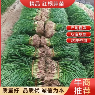 红根蒜苗45~50cm产地直发品质保证百亩基地