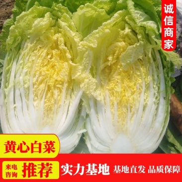 【实力】湖北白菜精品黄心白菜大量上市产地直发