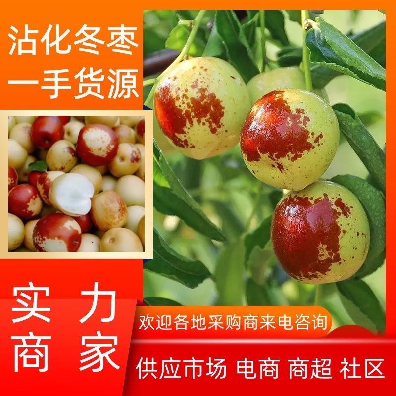 冬枣山东沾化冬枣供应市场电商商超【原产地直发】
