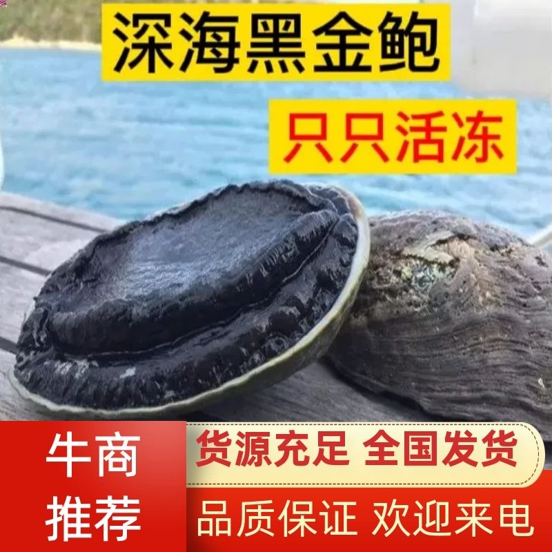 活冻黑金鲍，速冻能长期保鲜，超低价深海鲍鱼