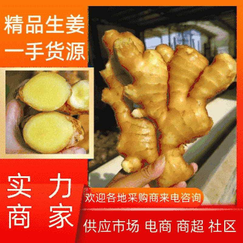 【诚信商家】山东生姜大黄姜品种齐全保质保量代收代存