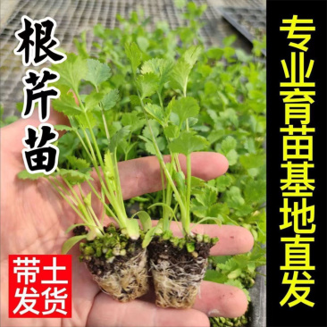 根芹苗芹菜苗四季进口根芹菜种苗基地蔬菜苗春夏季高产