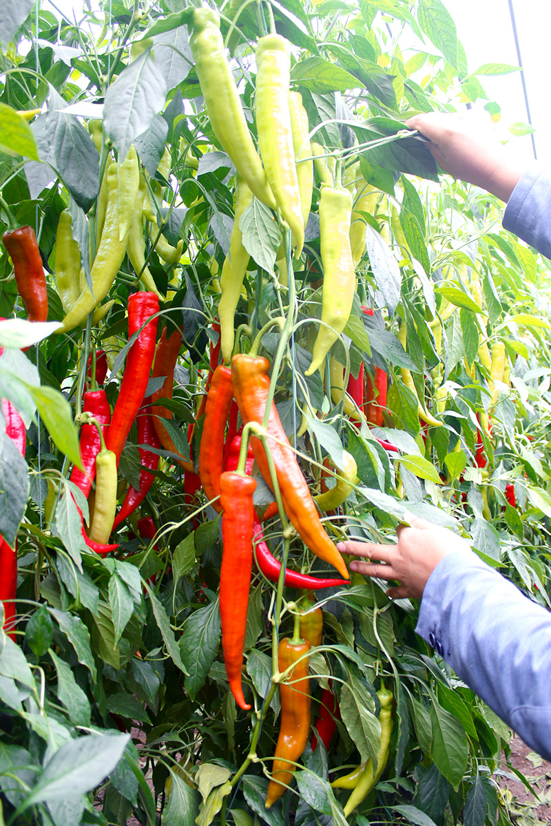 红双喜尖椒红绿兼收长尖椒黄皮尖椒大果苗子秧苗