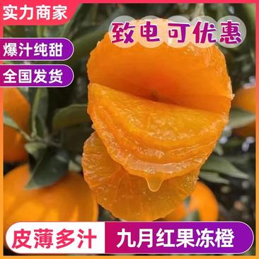 橙子九月红果冻橙基地货源果园直采量大从优电商批发