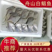 舟山精品白鲳鱼，冷冻鲳鱼一手货源厂家批发，量大从优