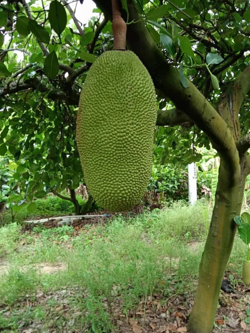 菠萝蜜马来西亚1号波罗蜜大量上市产地发货欢迎来电