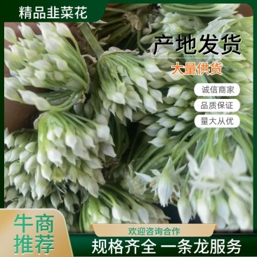 【韭菜花推荐】辽宁锦州市凌海韭菜花现在陆续供应8月初开始