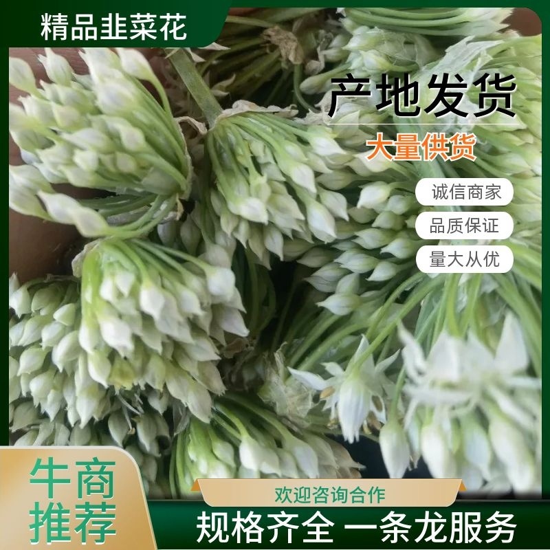 【韭菜花推荐】辽宁锦州市凌海韭菜花现在陆续供应8月初开始